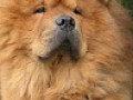 Наш Любимчик РЭД