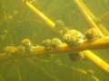 Под водой, из-под воды, и не только;)