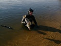 Октябрь выдался удачным для подводной охоты. На озерах прозрачность до трех метров, вода охладилась, была полная луна и щука вышла в камыши. Это был настоящий щучий шабаш, вся крупная, красивая. Плавал смотрел, иногда стрелял. На Оке &quot;поймал&quot; воду когда ударили первые морозы. Перестали вести дноуглубительные работы (песок примерзал к баржам) и через день Ока обрадовалась и просветлела. Места были знакомы, прозрачность на вытянутый гарпун, солнце тоже улыбнулось, а судак вышел на активную, зрячую охоту. Ночные охоты на озерах хоть и расслабляют, но все равно подготовили меня к речным нырялкам. Поэтому плавал подолгу, три дня подряд. Стрелял только судака, видел сома в забытой мереже, выпустил.Очень много брошенных снастей в них погибшая рыба, что мог резал. Но вот потеплело заработали пескомойки и вода опять стала мутной.  В целом рыба есть, много мелочи в прибрежных кустах. Надеюсь еще застать хорошую воду, осталось столько интересных мест, где можно встретить других больших и интересных представителей рыбьего царства!