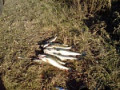 Октябрь выдался удачным для подводной охоты. На озерах прозрачность до трех метров, вода охладилась, была полная луна и щука вышла в камыши. Это был настоящий щучий шабаш, вся крупная, красивая. Плавал смотрел, иногда стрелял. На Оке &quot;поймал&quot; воду когда ударили первые морозы. Перестали вести дноуглубительные работы (песок примерзал к баржам) и через день Ока обрадовалась и просветлела. Места были знакомы, прозрачность на вытянутый гарпун, солнце тоже улыбнулось, а судак вышел на активную, зрячую охоту. Ночные охоты на озерах хоть и расслабляют, но все равно подготовили меня к речным нырялкам. Поэтому плавал подолгу, три дня подряд. Стрелял только судака, видел сома в забытой мереже, выпустил.Очень много брошенных снастей в них погибшая рыба, что мог резал. Но вот потеплело заработали пескомойки и вода опять стала мутной.  В целом рыба есть, много мелочи в прибрежных кустах. Надеюсь еще застать хорошую воду, осталось столько интересных мест, где можно встретить других больших и интересных представителей рыбьего царства!