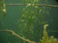 фото сделанные под водой