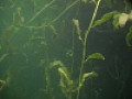 фото сделанные под водой